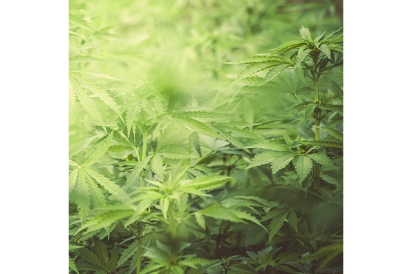 Image cannabis marijuana plant